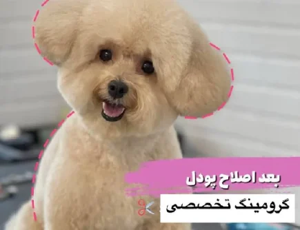 بهترین مراکز آرایشگاه سگ و گربه در اندیشه و شهریار | دیلی پت