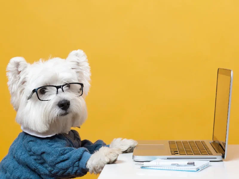 اهمیت آموزش و تربیت سگ در تهران